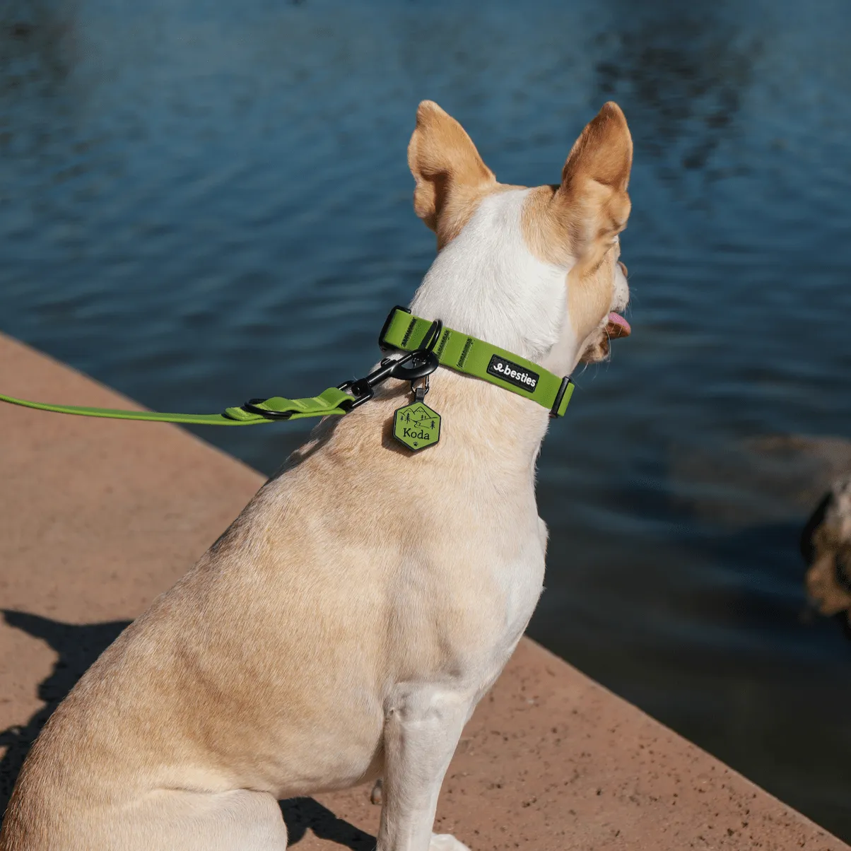 Black Leash and Collar Set